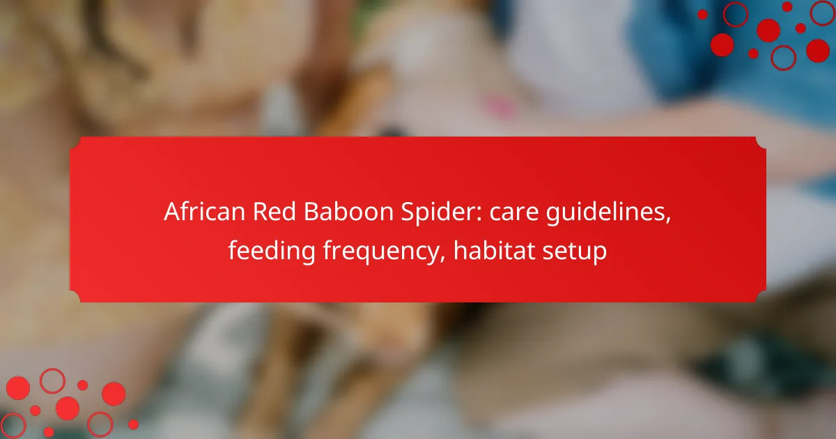 African Red Baboon Spider: care guidelines, feeding frequency, habitat setup
