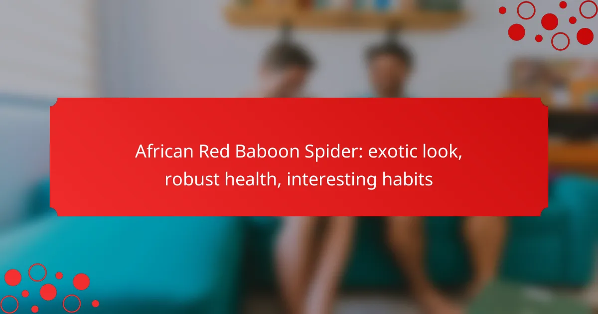 African Red Baboon Spider: exotic look, robust health, interesting habits