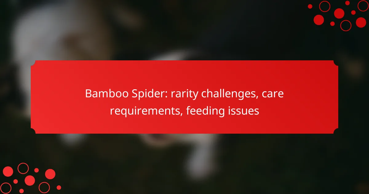 Bamboo Spider: rarity challenges, care requirements, feeding issues