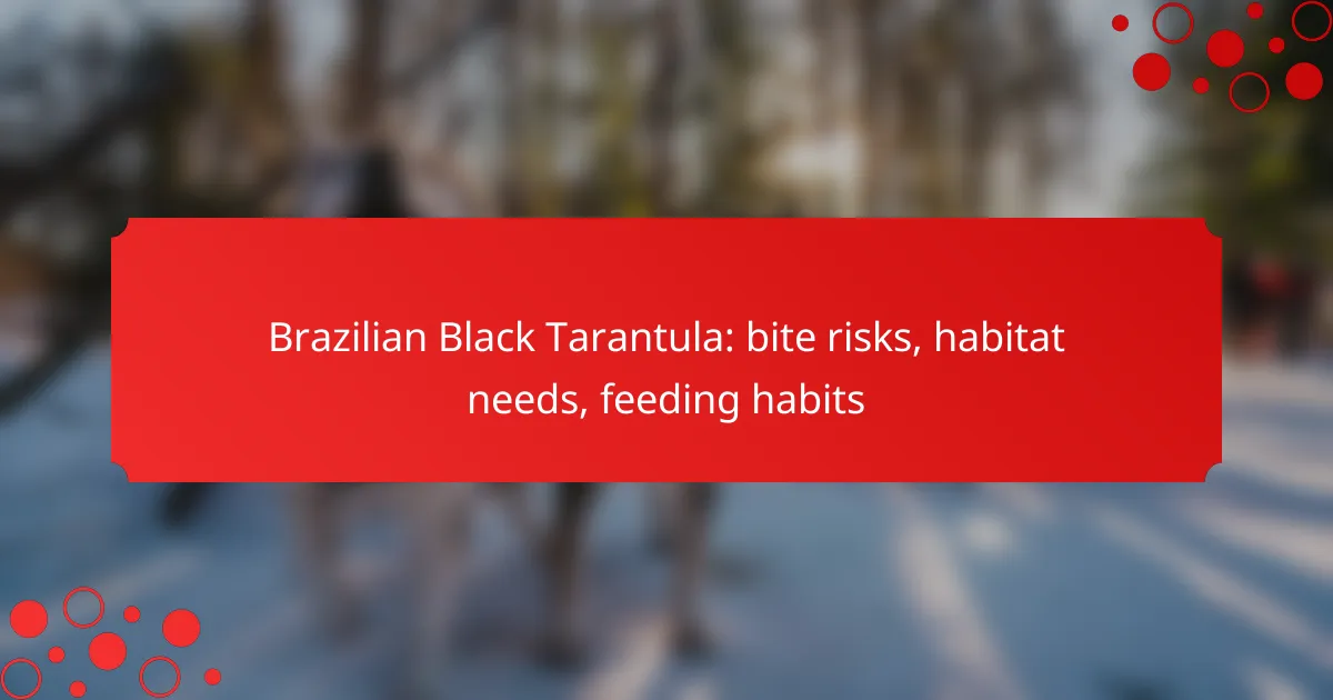 Brazilian Black Tarantula: bite risks, habitat needs, feeding habits