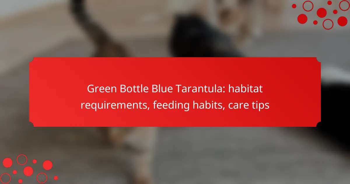 Green Bottle Blue Tarantula: habitat requirements, feeding habits, care tips