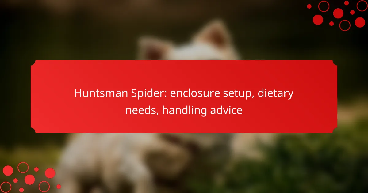Huntsman Spider: enclosure setup, dietary needs, handling advice