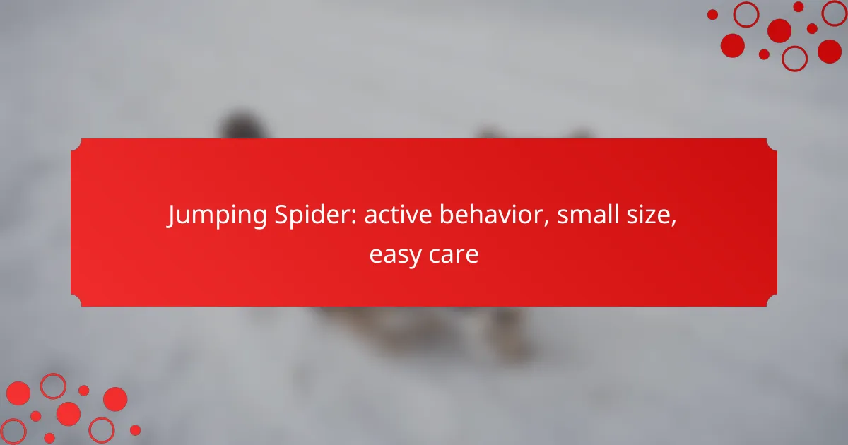 Jumping Spider: active behavior, small size, easy care