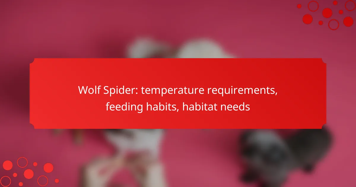 Wolf Spider: temperature requirements, feeding habits, habitat needs