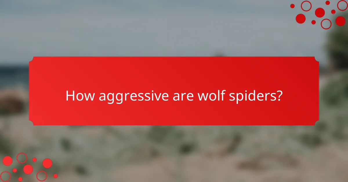 How aggressive are wolf spiders?
