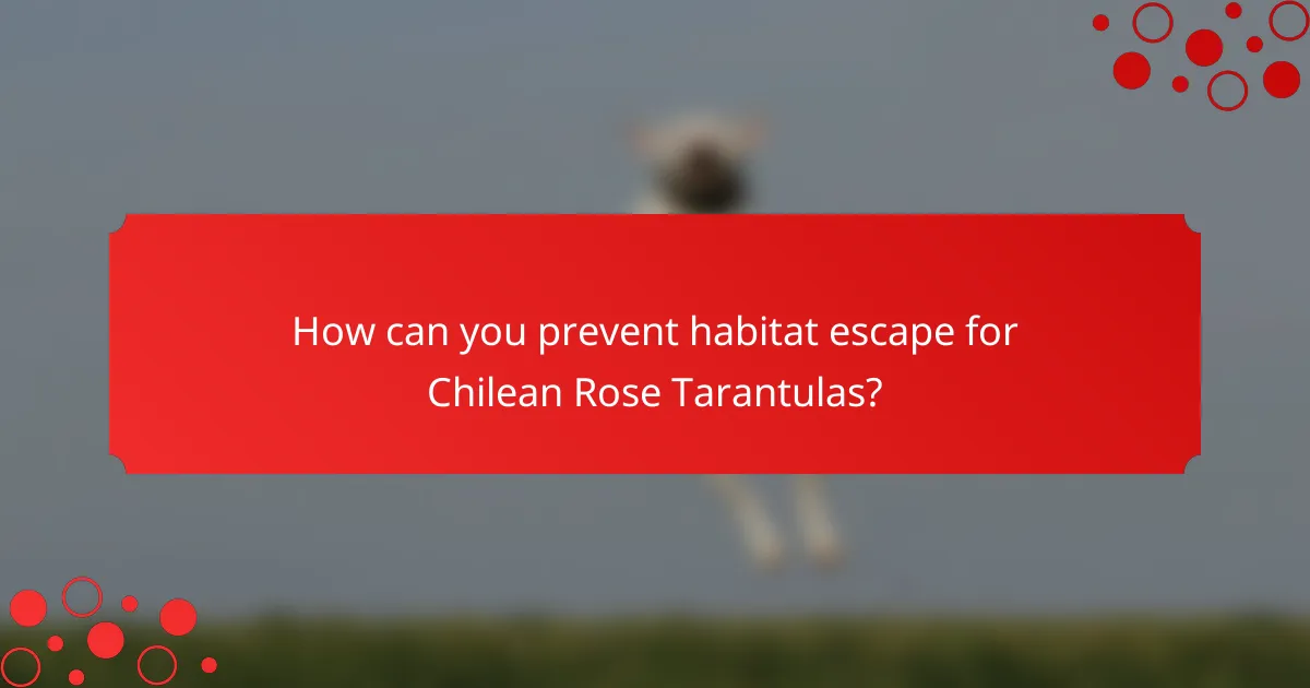 How can you prevent habitat escape for Chilean Rose Tarantulas?