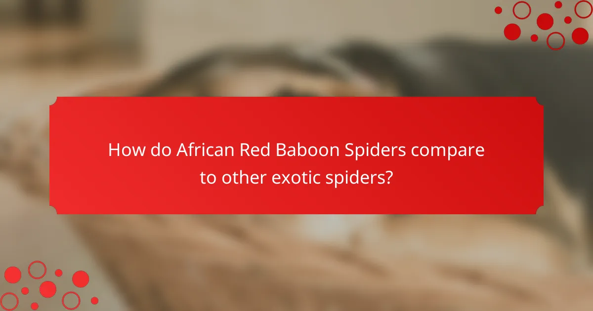 How do African Red Baboon Spiders compare to other exotic spiders?