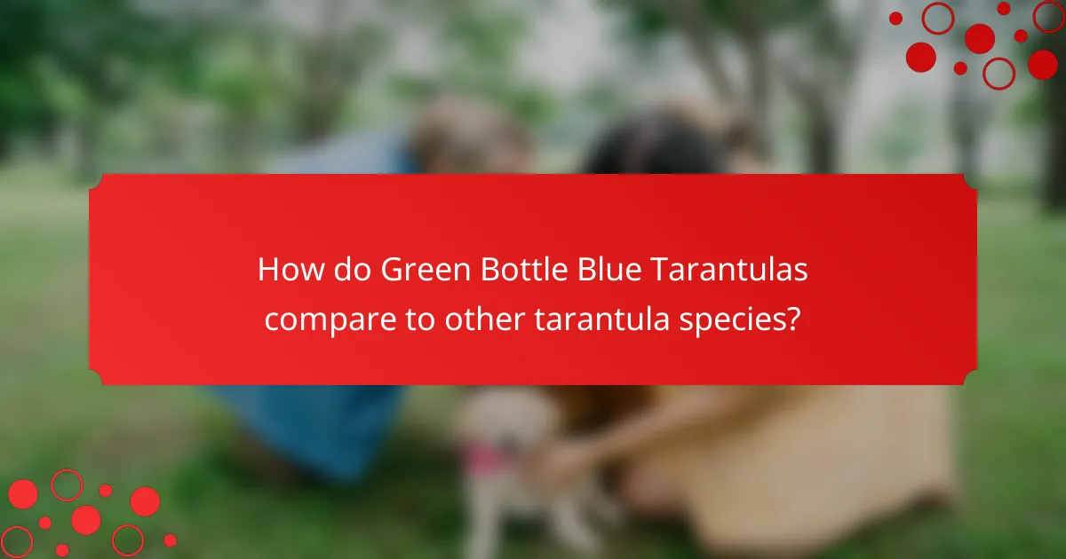 How do Green Bottle Blue Tarantulas compare to other tarantula species?