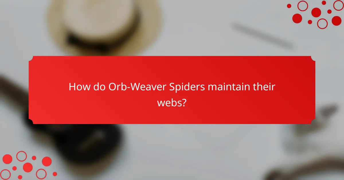 How do Orb-Weaver Spiders maintain their webs?
