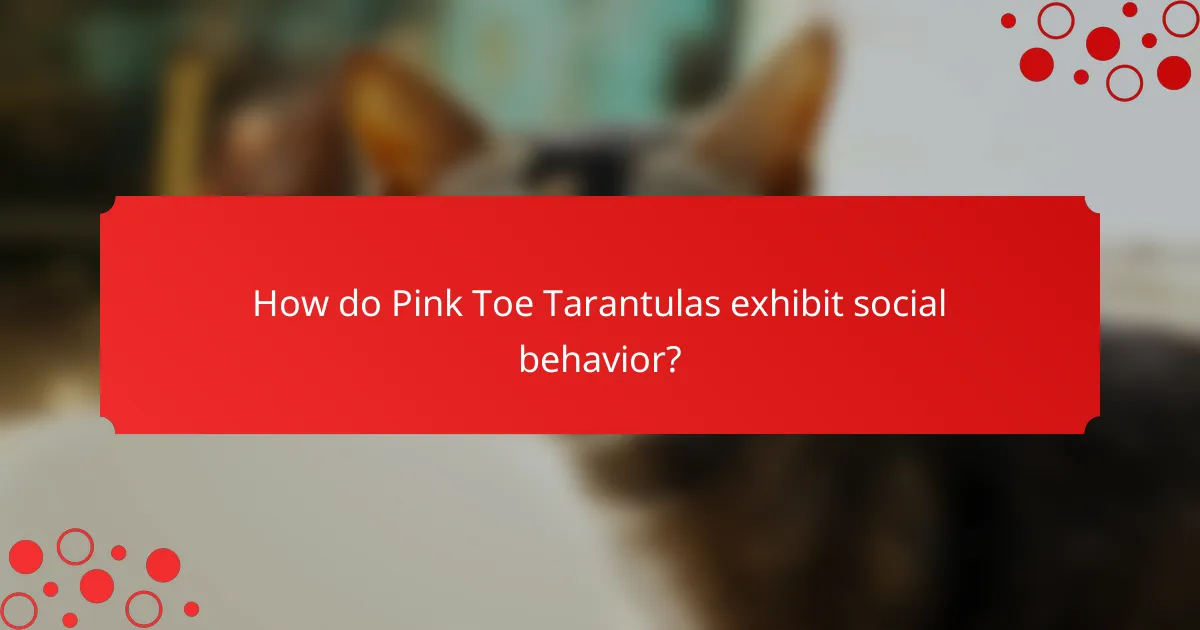 How do Pink Toe Tarantulas exhibit social behavior?