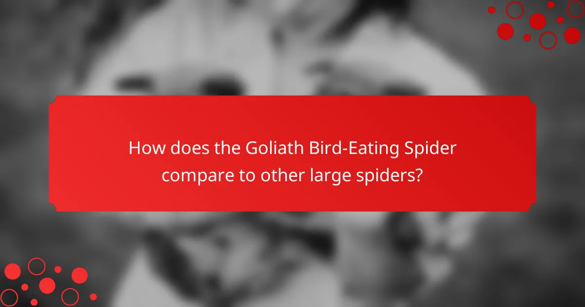How does the Goliath Bird-Eating Spider compare to other large spiders?
