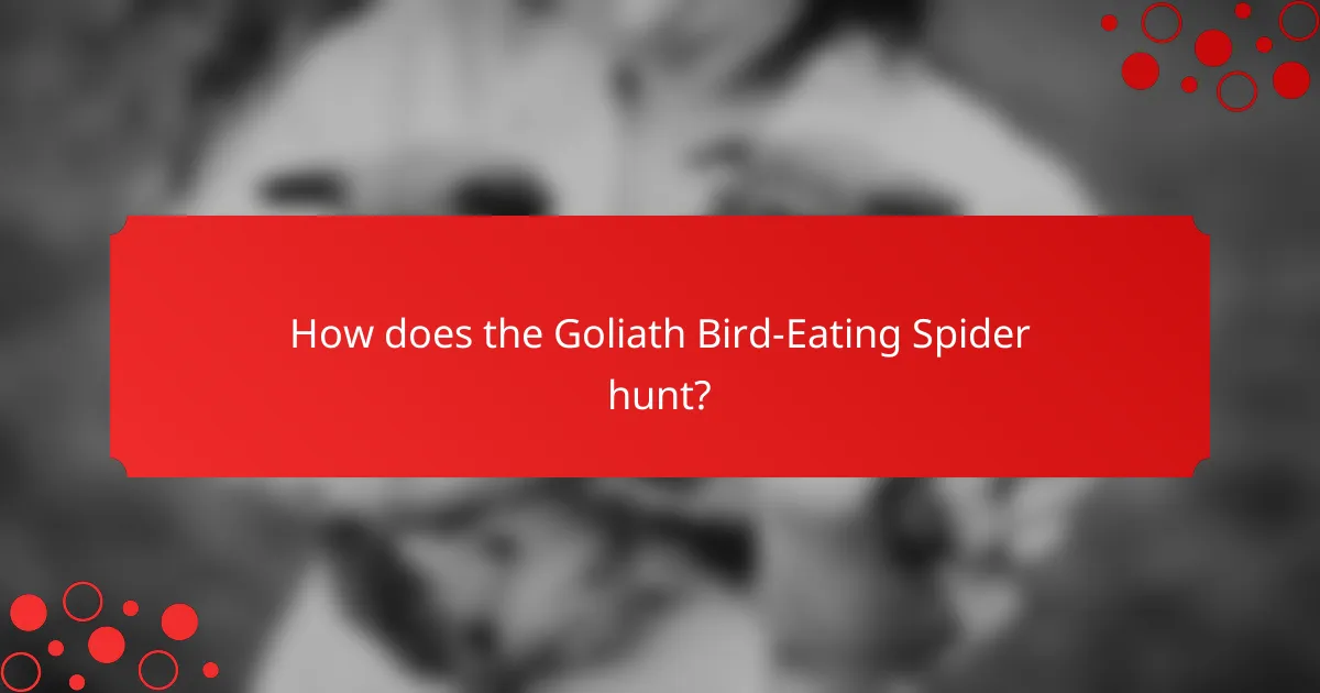 How does the Goliath Bird-Eating Spider hunt?