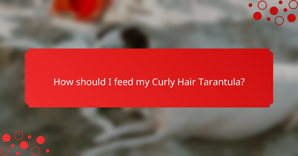How should I feed my Curly Hair Tarantula?