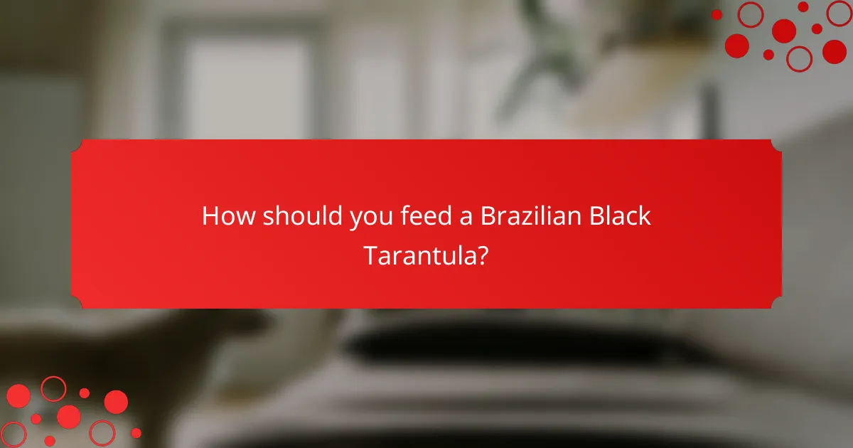 How should you feed a Brazilian Black Tarantula?