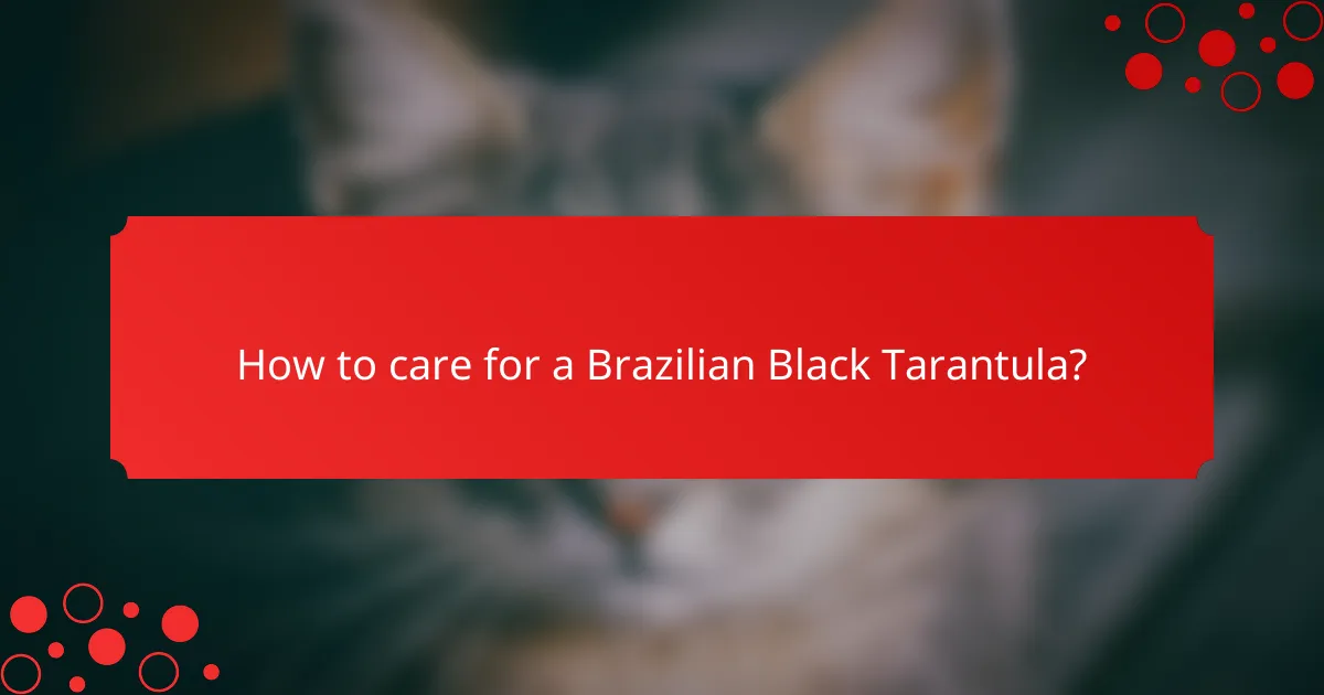 How to care for a Brazilian Black Tarantula?