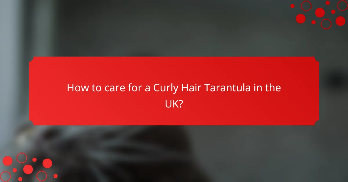 How to care for a Curly Hair Tarantula in the UK?