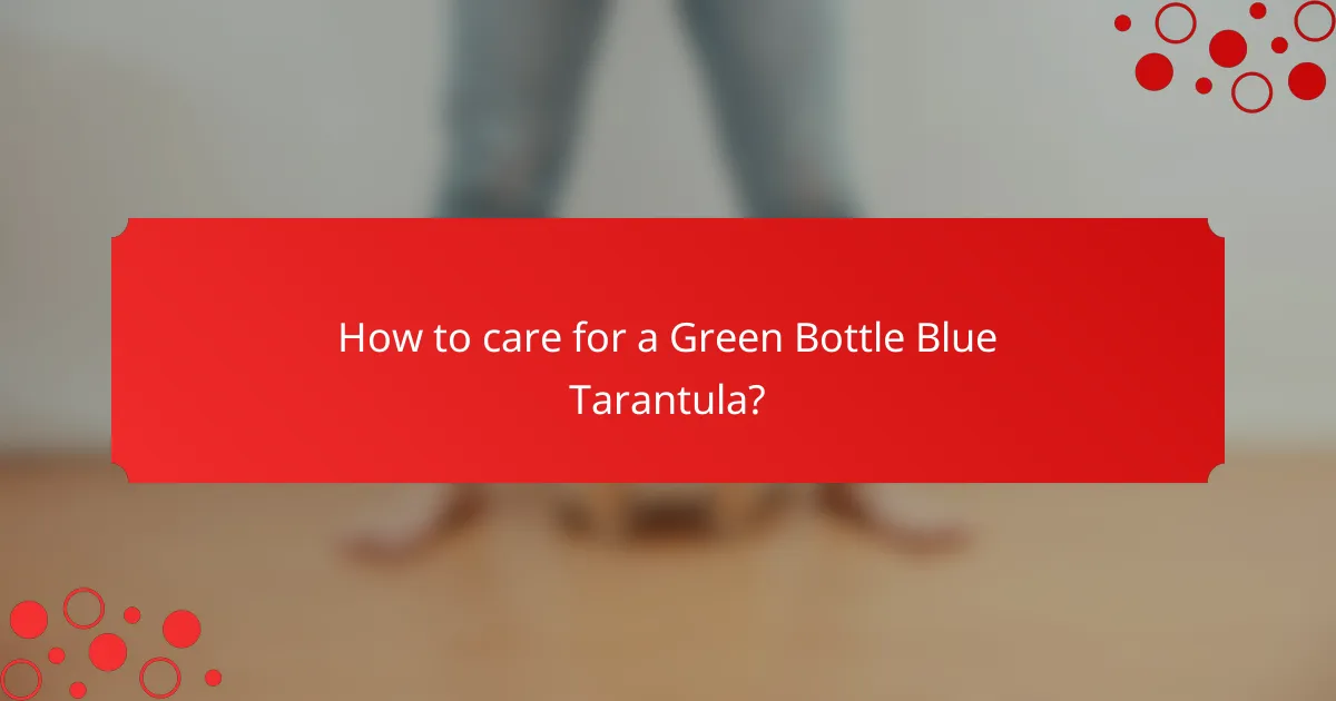 How to care for a Green Bottle Blue Tarantula?