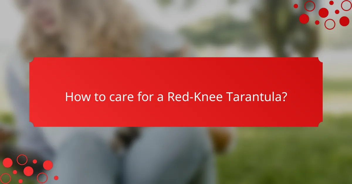 How to care for a Red-Knee Tarantula?