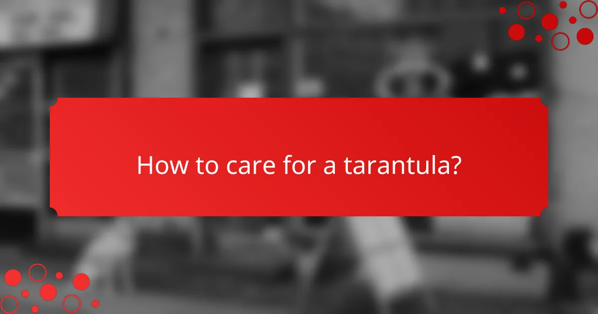 How to care for a tarantula?