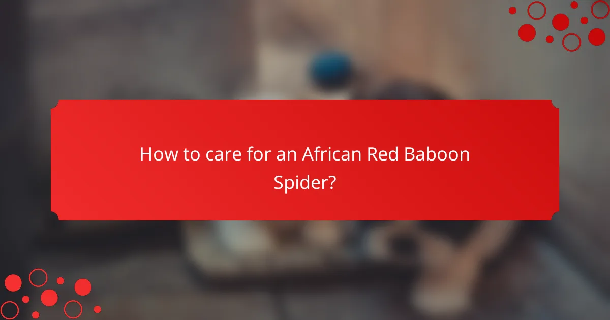 How to care for an African Red Baboon Spider?