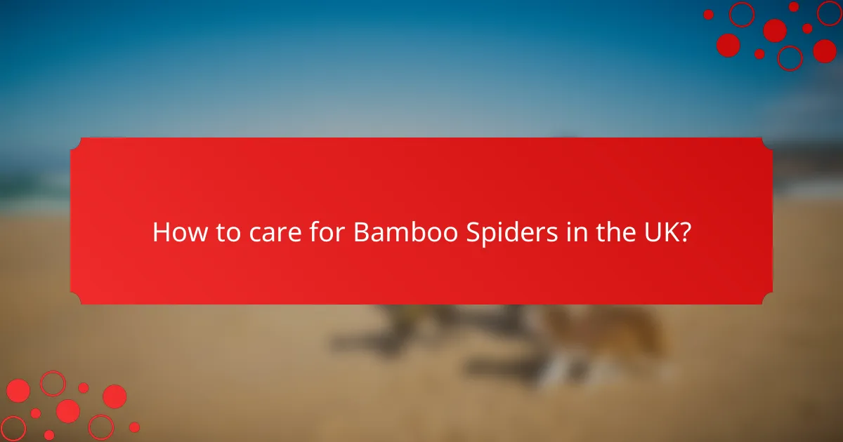 How to care for Bamboo Spiders in the UK?