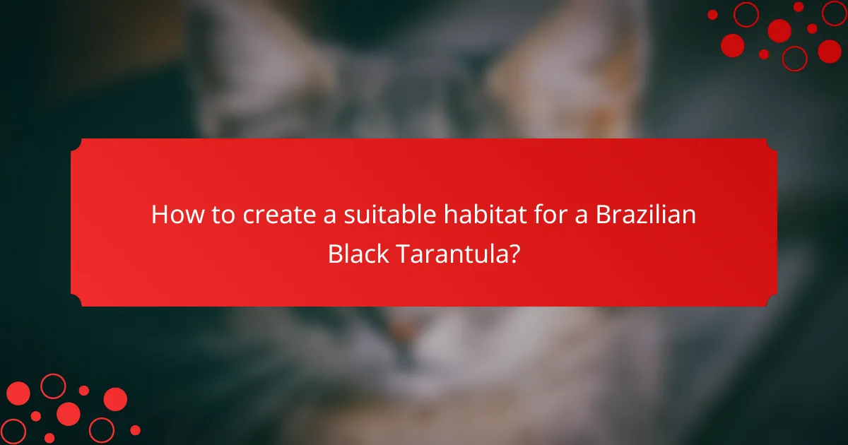 How to create a suitable habitat for a Brazilian Black Tarantula?