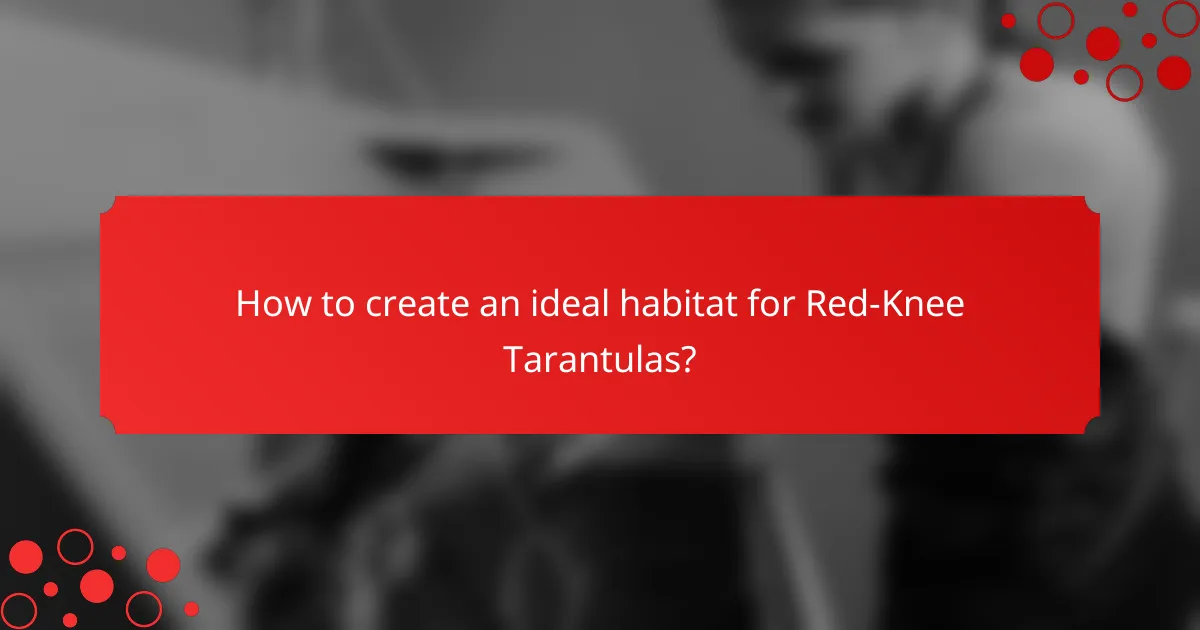 How to create an ideal habitat for Red-Knee Tarantulas?