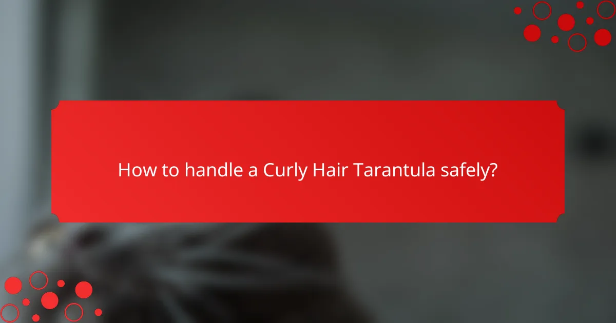 How to handle a Curly Hair Tarantula safely?
