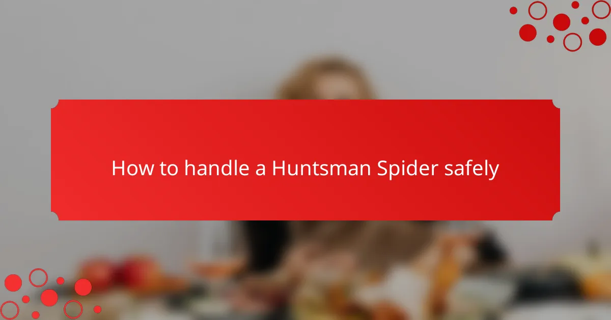 How to handle a Huntsman Spider safely