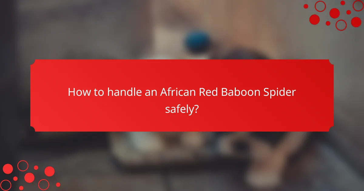 How to handle an African Red Baboon Spider safely?