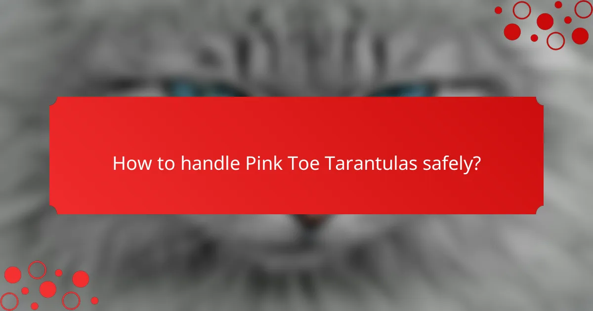 How to handle Pink Toe Tarantulas safely?