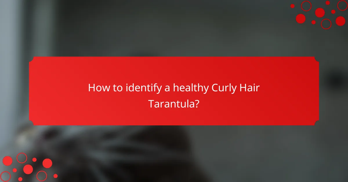 How to identify a healthy Curly Hair Tarantula?