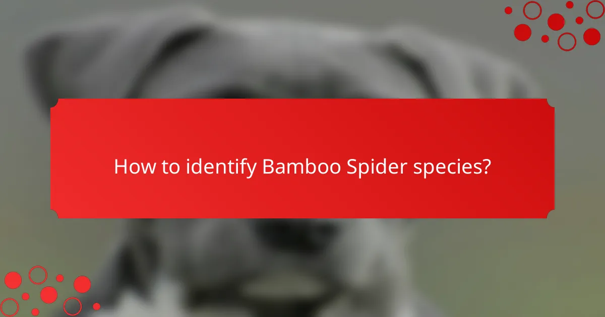How to identify Bamboo Spider species?