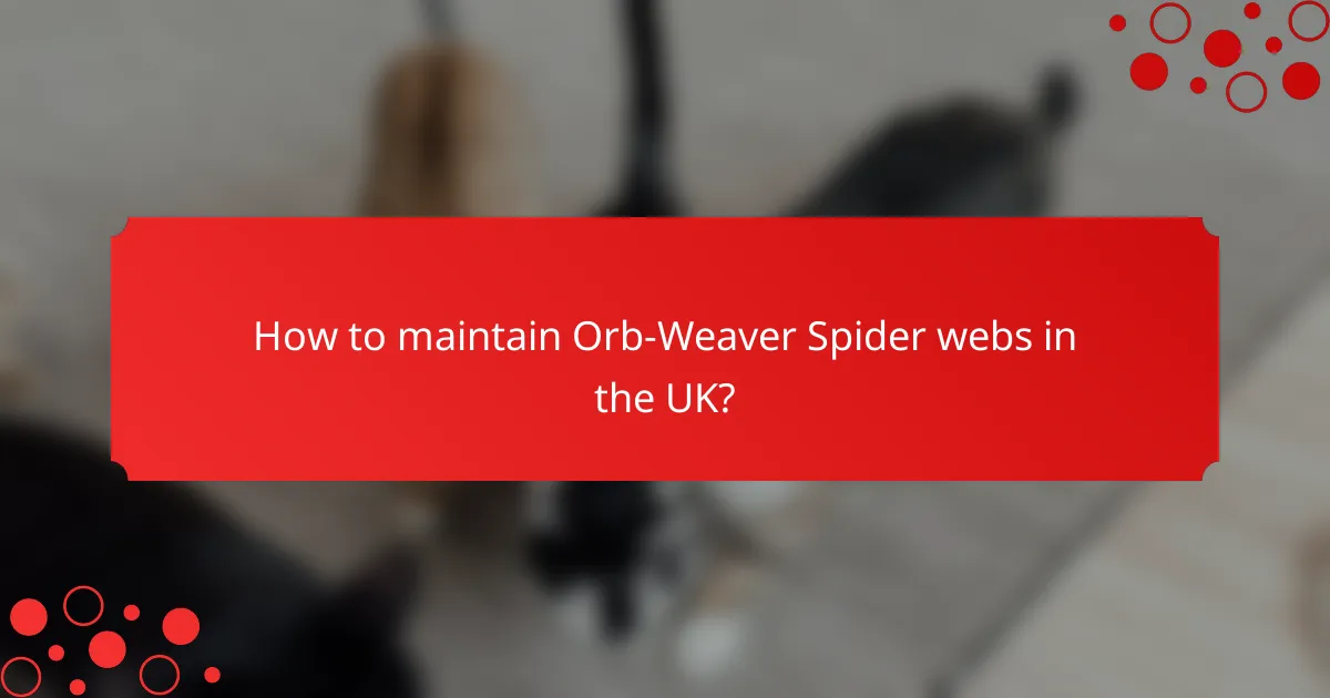 How to maintain Orb-Weaver Spider webs in the UK?