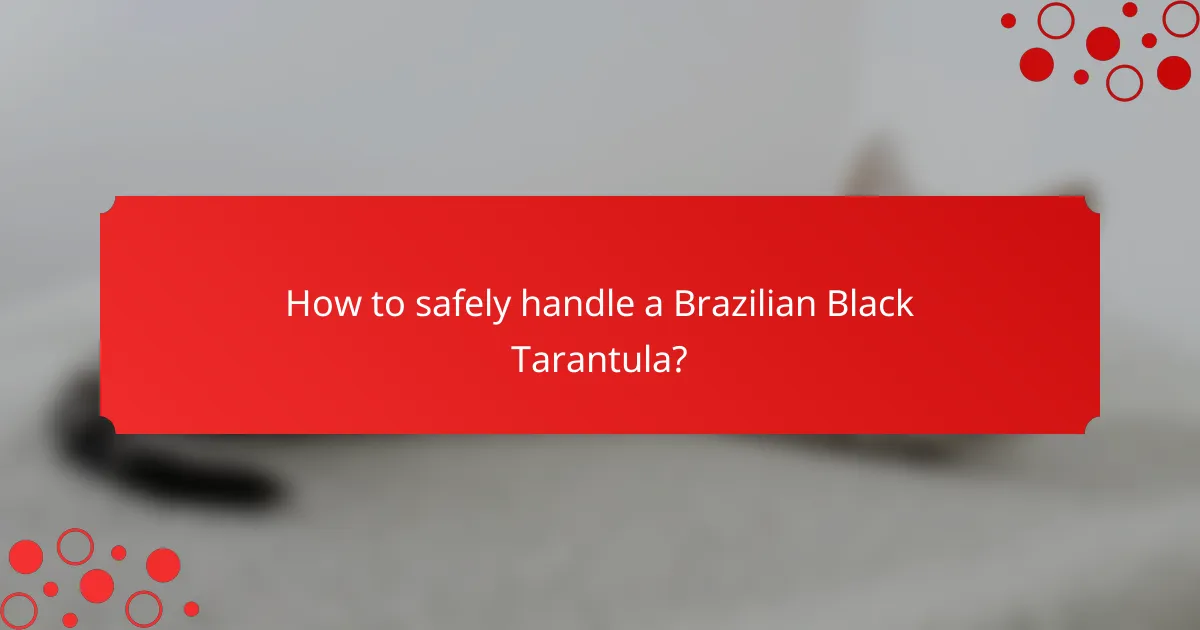 How to safely handle a Brazilian Black Tarantula?
