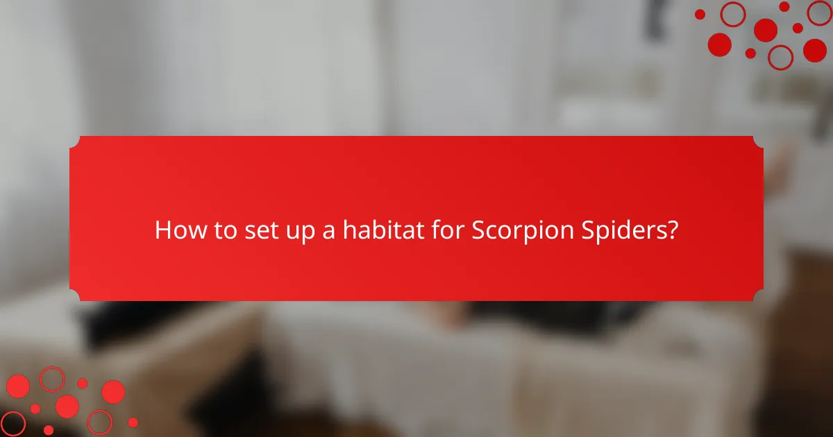 How to set up a habitat for Scorpion Spiders?