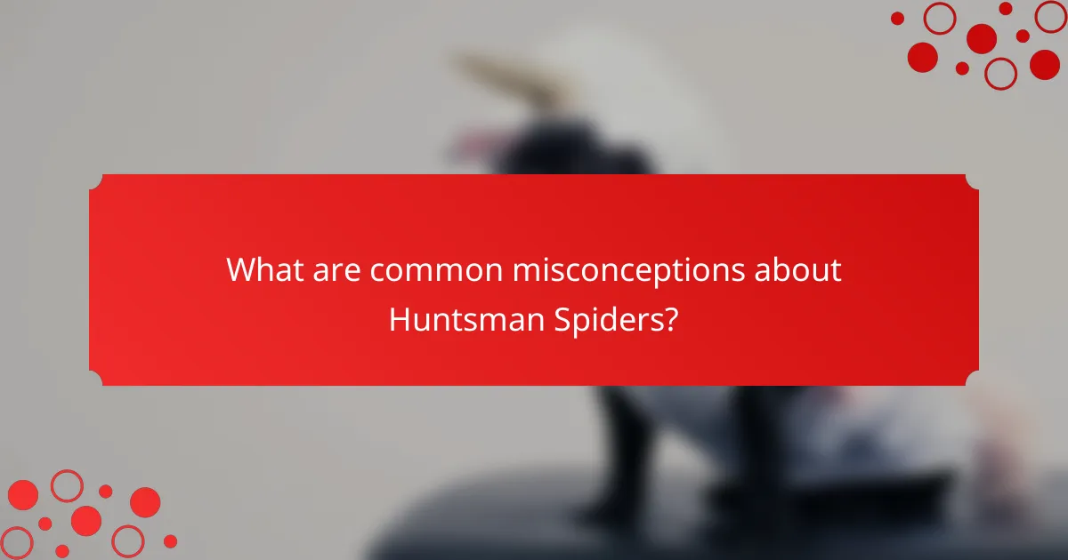What are common misconceptions about Huntsman Spiders?