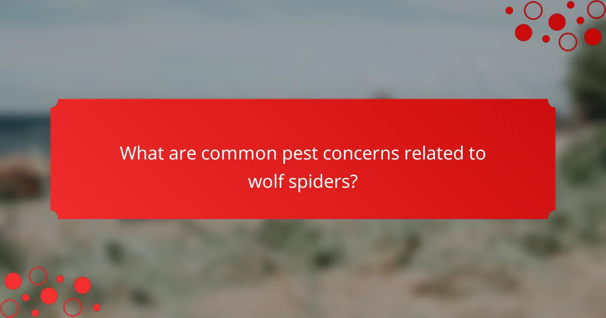 What are common pest concerns related to wolf spiders?
