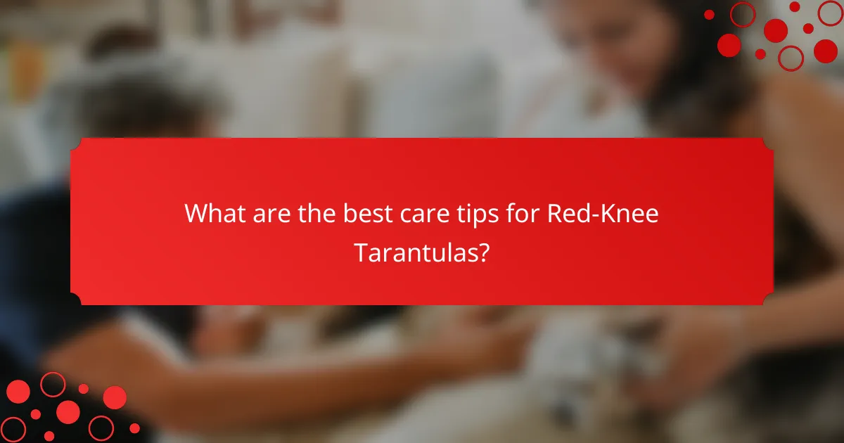 What are the best care tips for Red-Knee Tarantulas?