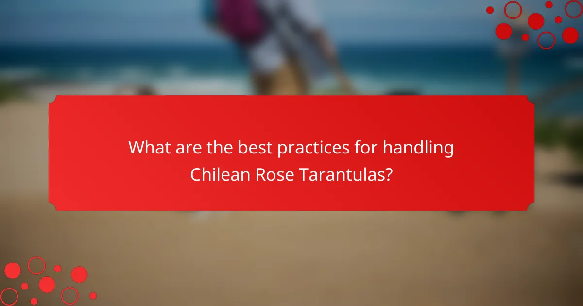 What are the best practices for handling Chilean Rose Tarantulas?