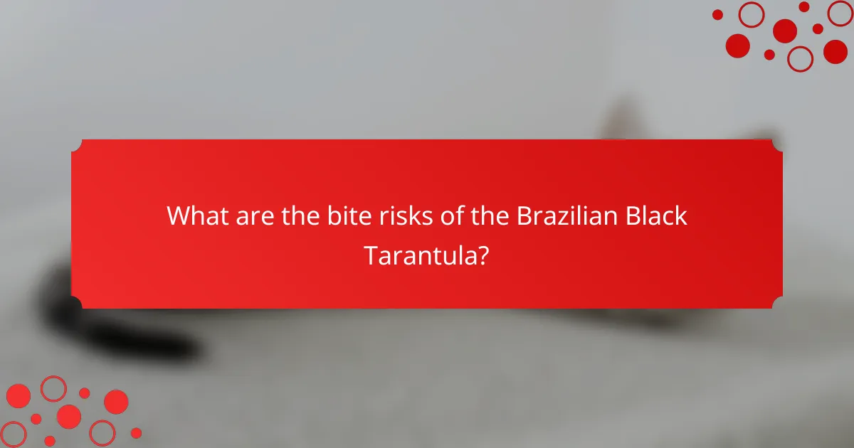 What are the bite risks of the Brazilian Black Tarantula?