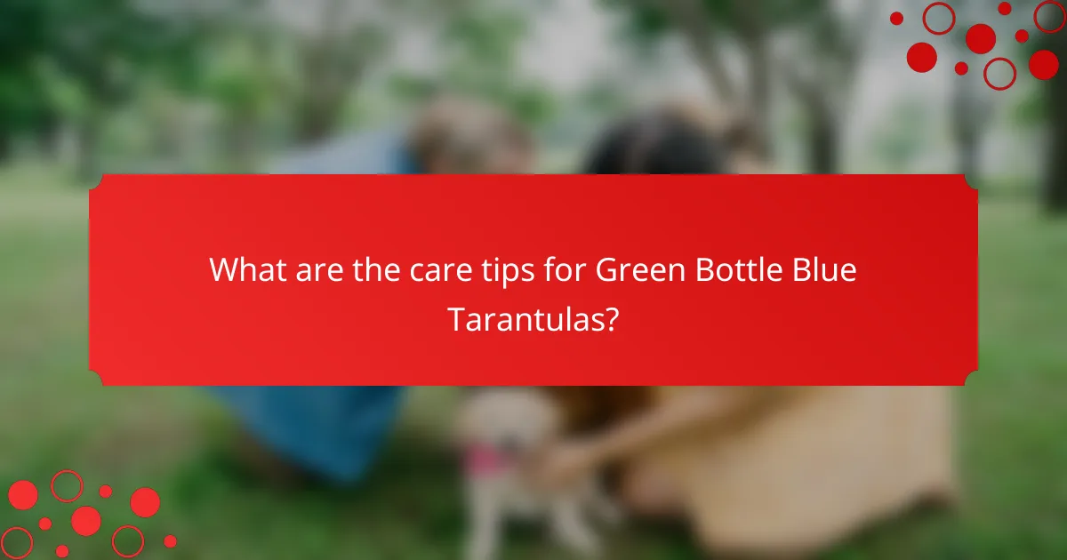 What are the care tips for Green Bottle Blue Tarantulas?