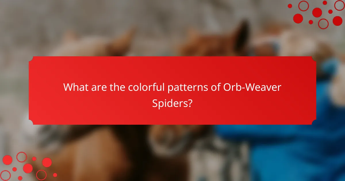 What are the colorful patterns of Orb-Weaver Spiders?