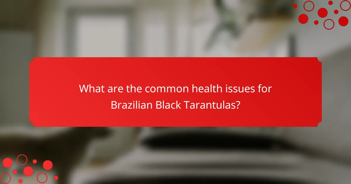 What are the common health issues for Brazilian Black Tarantulas?