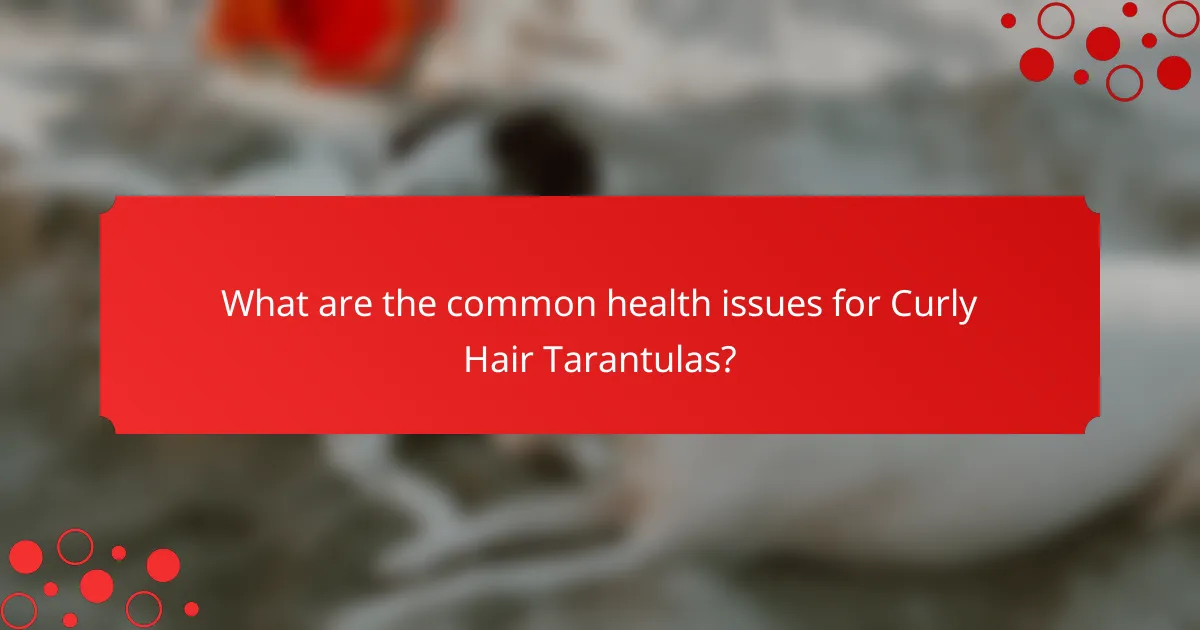 What are the common health issues for Curly Hair Tarantulas?