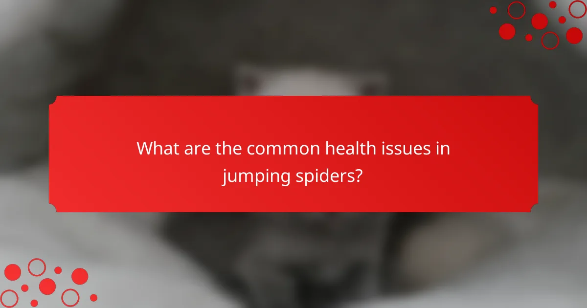 What are the common health issues in jumping spiders?