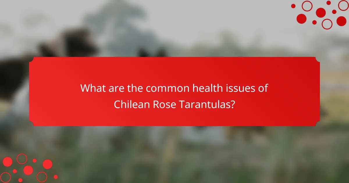 What are the common health issues of Chilean Rose Tarantulas?