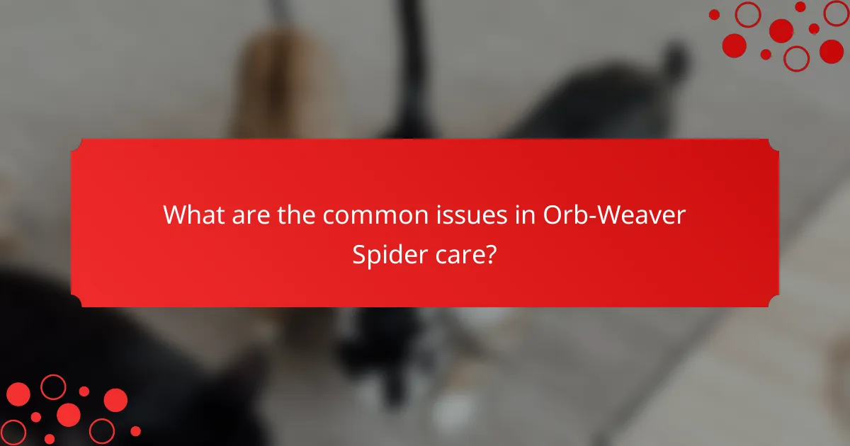 What are the common issues in Orb-Weaver Spider care?