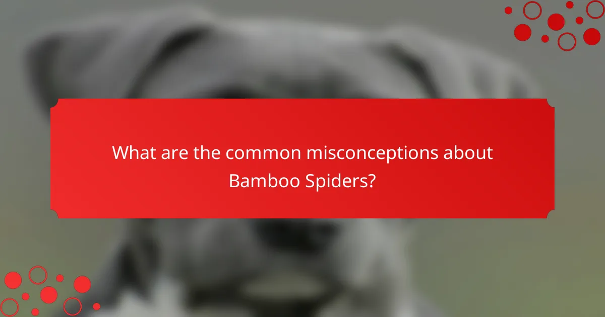 What are the common misconceptions about Bamboo Spiders?