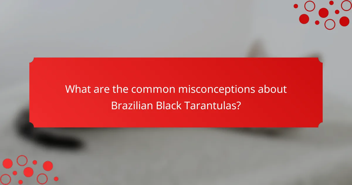 What are the common misconceptions about Brazilian Black Tarantulas?